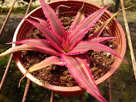 絨葉鳳梨開花|絨葉鳳梨 (Cryptanthus bivittatus)